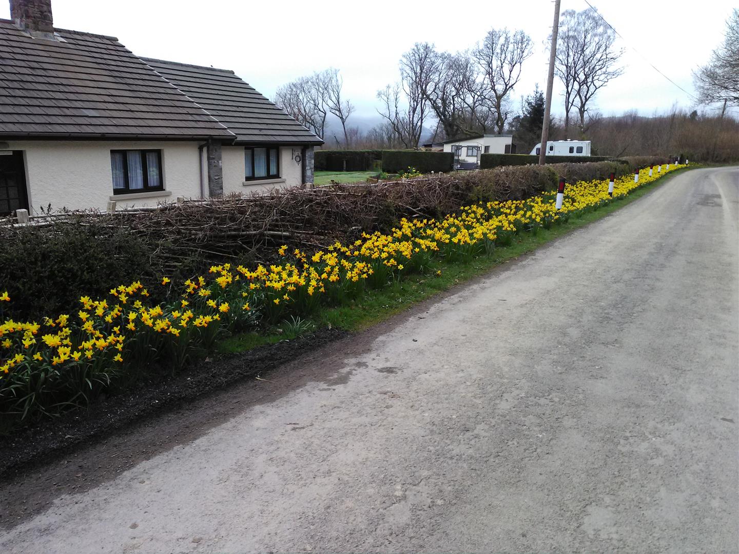A SPRING PICTURE